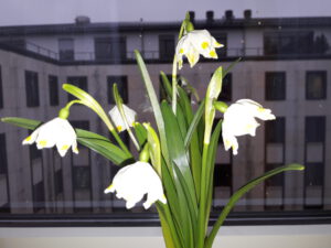 Märzenbecher - ein nachträglicher Glückwunsch zu meinem Geburtstag und der schönste Schmuck in meinem Hotelzimmer