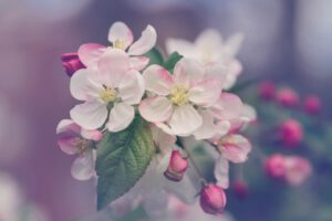 Frühlingsblüten, Copyright: Unsplash/Marivi Pazos