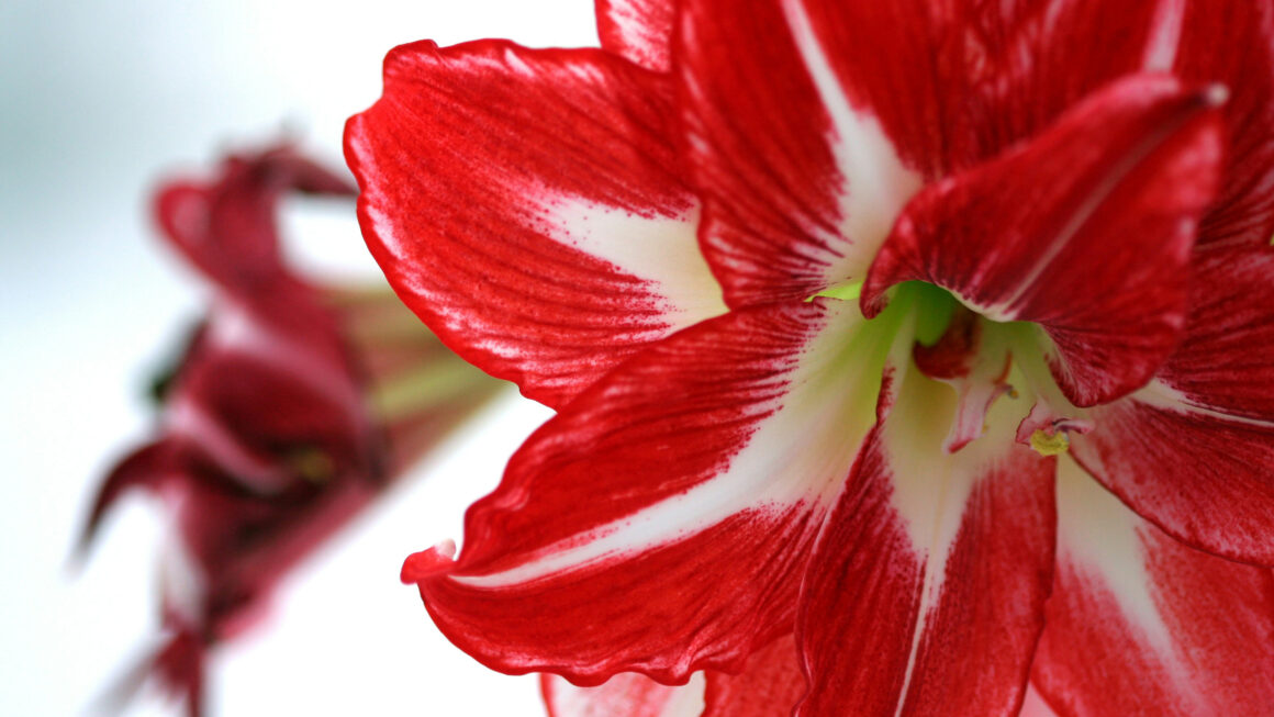 Eine Hirtin namens Amaryllis