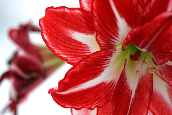 Eine Hirtin namens Amaryllis